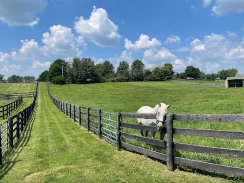 A white horse stands by a wooden fence in a lush green field under a blue sky with fluffy clouds.