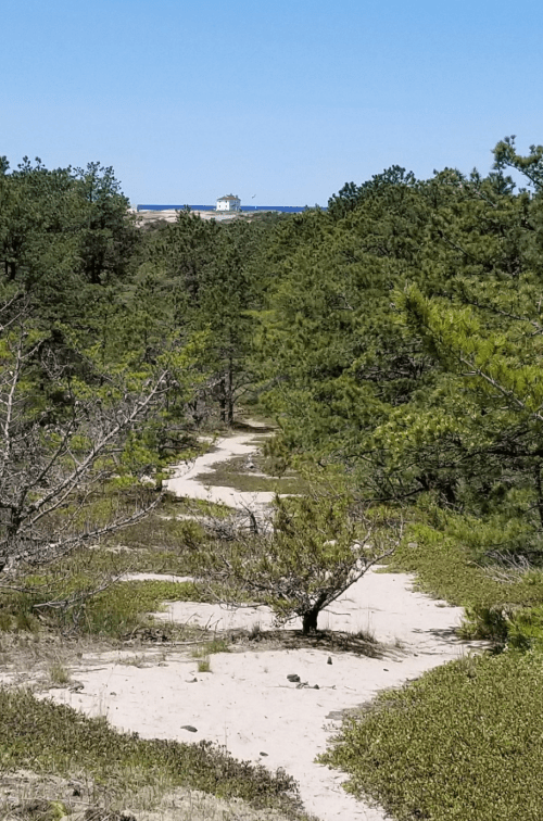 A sandy path winds through green trees, leading to a distant lighthouse by the ocean under a clear blue sky.