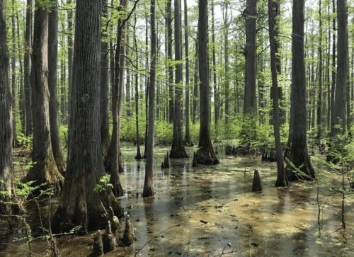A serene wetland scene with tall trees and green foliage reflected in calm water, showcasing nature's tranquility.