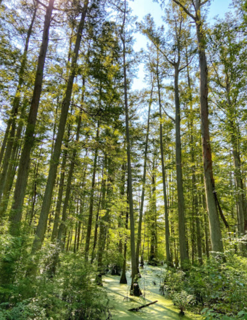 A lush forest with tall trees surrounded by green water and sunlight filtering through the leaves.