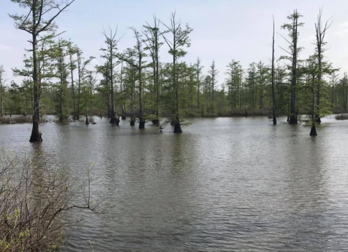 A serene wetland scene with cypress trees rising from calm water under a cloudy sky.