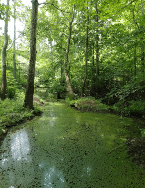 Lush green forest with a serene, algae-covered stream reflecting the trees above.