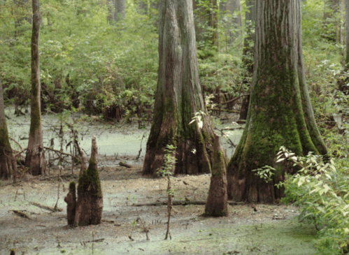 Cypress trees with moss in a serene swamp, surrounded by green foliage and still water.