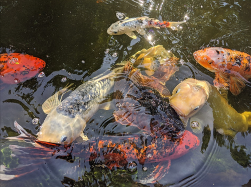 A group of colorful koi fish swimming in a pond, creating ripples in the water.