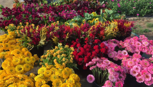 A vibrant display of colorful flowers in various shades, including yellow, red, pink, and orange, arranged in pots.