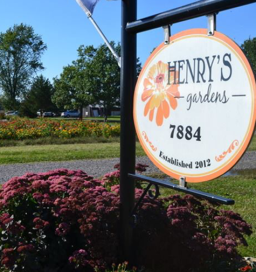 Sign for Henry's Gardens with flowers and established date 2012, surrounded by colorful garden scenery.