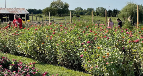 A vibrant flower garden with people tending to the plants under a clear blue sky.