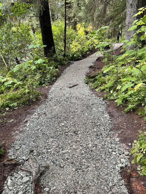 A gravel path winding through lush green foliage in a forested area.