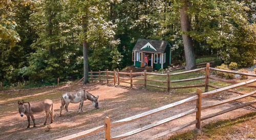 Two donkeys graze near a small green cabin surrounded by trees and a wooden fence.