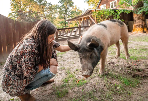 A woman kneels beside a pig in a yard, gently petting it with a wooden fence and trees in the background.
