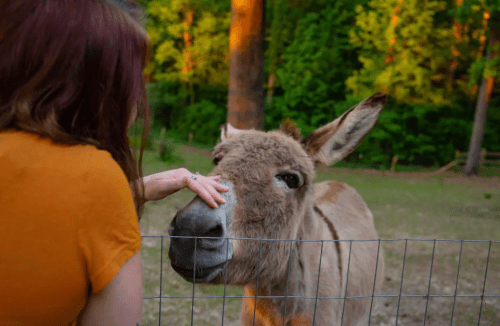A person gently pets a donkey through a fence in a lush, green outdoor setting.