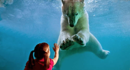 A young girl reaches out to a polar bear swimming underwater, creating a captivating moment between them.