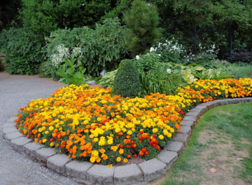 A vibrant flower bed with orange and yellow marigolds, bordered by stone, surrounded by lush greenery.