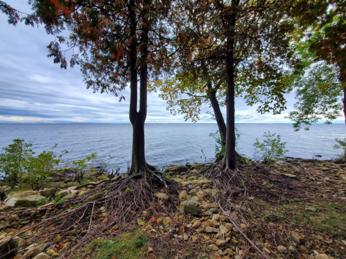 Two trees stand by a rocky shoreline, overlooking a calm lake under a cloudy sky.