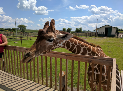 A close-up of a giraffe's head leaning over a wooden fence, with a blue sky and clouds in the background.