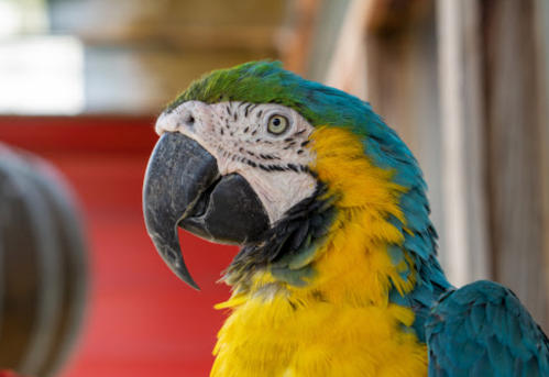 Close-up of a colorful parrot with green, blue, and yellow feathers, showcasing its distinctive beak and eye.