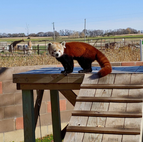 A red panda stands on a wooden platform, looking curiously at the camera, with a grassy field in the background.
