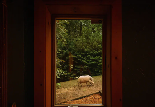 A view through a window showing a pig grazing in a green yard surrounded by trees.