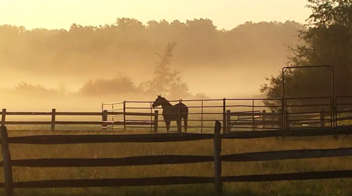 A horse stands in a misty field at sunrise, surrounded by wooden fences and soft, golden light.