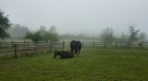 Two horses in a misty pasture, one lying down and the other standing, with a wooden fence in the background.