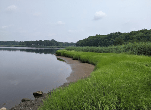 A serene lakeside view with lush green grass and trees lining the shore under a cloudy sky.