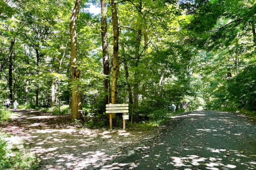 A wooded area with two paths diverging, marked by a signpost, surrounded by lush green trees and dappled sunlight.