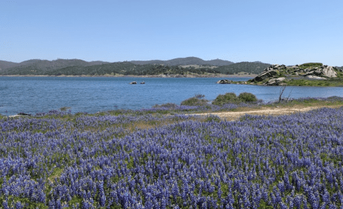 A scenic view of a lake surrounded by rolling hills and a vibrant field of blue wildflowers in the foreground.