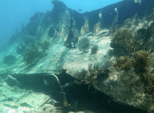 Underwater scene of a sunken shipwreck covered in coral and seaweed, with fish swimming nearby.