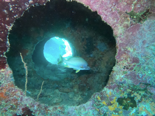 A fish swims through a circular opening in a colorful underwater rock formation, with blue water in the background.