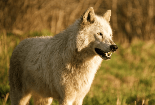 A close-up of a white wolf standing in a grassy area, with sunlight highlighting its fur.