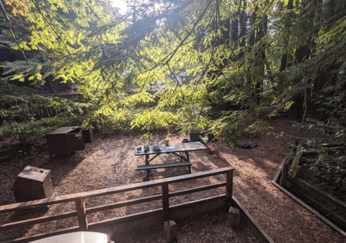 A sunlit forest clearing with a picnic table, surrounded by trees and scattered leaves.