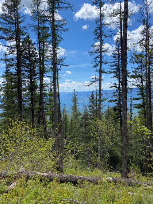 A scenic view of tall trees and lush greenery, with mountains and a blue sky in the background.