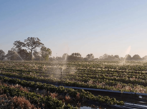 A misty morning on a farm with sprinklers watering rows of green crops under a clear blue sky.