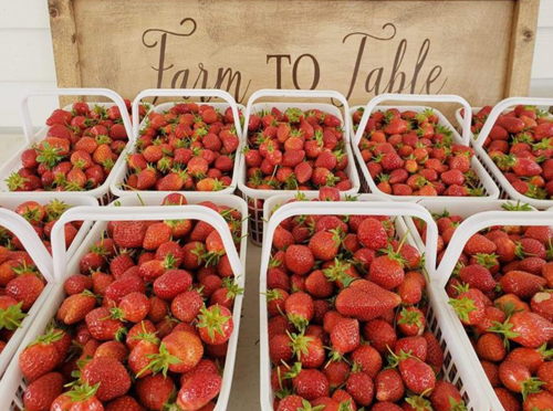 Baskets of fresh strawberries arranged neatly in front of a "Farm to Table" sign.