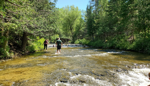 Two people wade through a shallow, clear stream surrounded by lush greenery and trees on a sunny day.