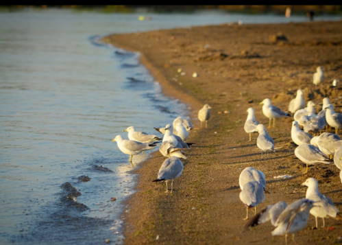 A flock of seagulls stands along a sandy shore, with gentle waves lapping at the water's edge.
