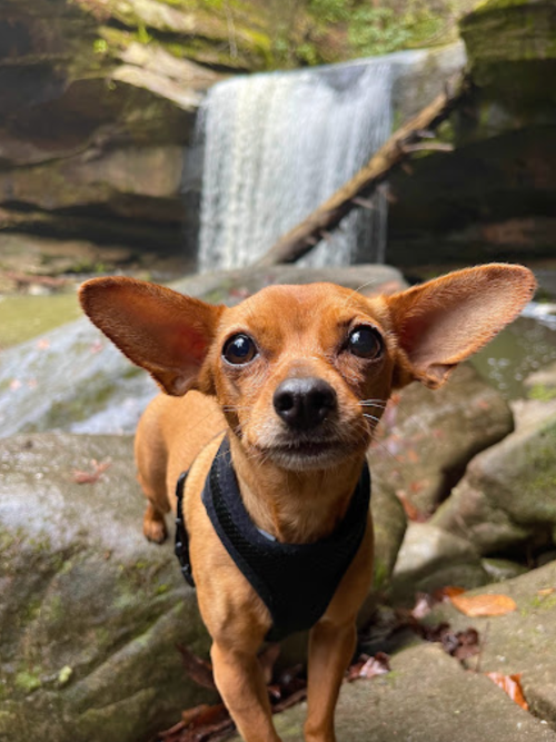A small brown dog with large ears stands on a rock in front of a waterfall in a lush, green setting.