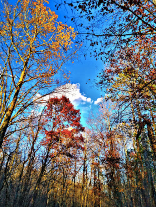 Vibrant autumn trees with red and yellow leaves against a bright blue sky and fluffy white clouds.
