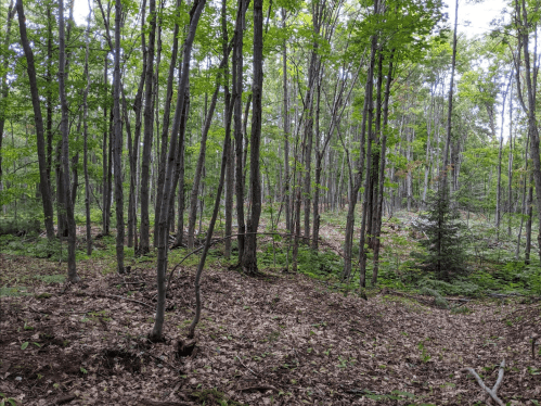 A serene forest scene with tall trees, green foliage, and a carpet of fallen leaves on the ground.