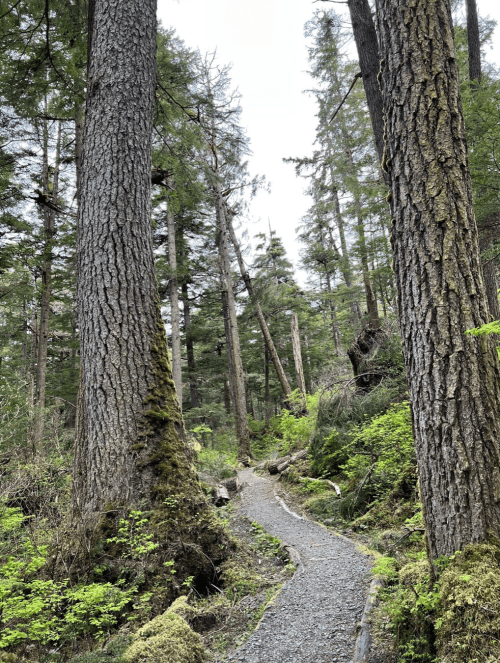 A winding gravel path through a lush forest, flanked by tall trees and greenery under a cloudy sky.