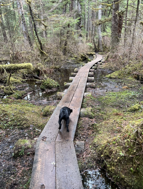 A black dog walks along a wooden path through a lush, green forest with moss and water on either side.
