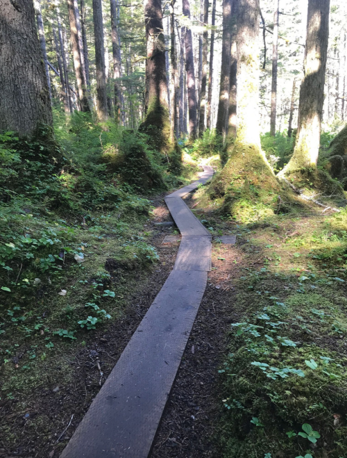 A winding wooden path through a lush, green forest with tall trees and dappled sunlight.