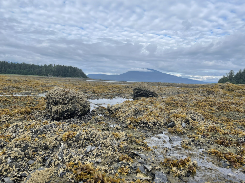 A rocky shoreline covered in seaweed, with a cloudy sky and distant mountains in the background.