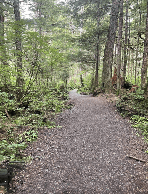 A winding dirt path through a lush green forest with tall trees on either side.