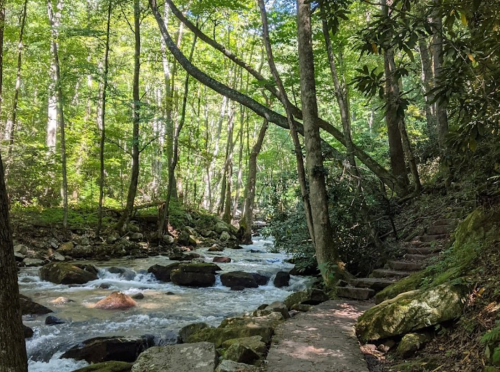 A serene forest scene with a flowing creek, surrounded by lush green trees and a stone pathway.