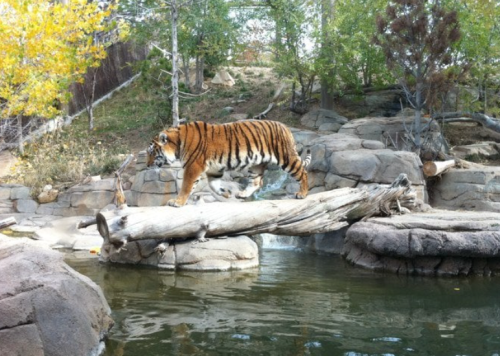 A tiger walks across a log over a calm body of water, surrounded by rocks and trees in a natural setting.