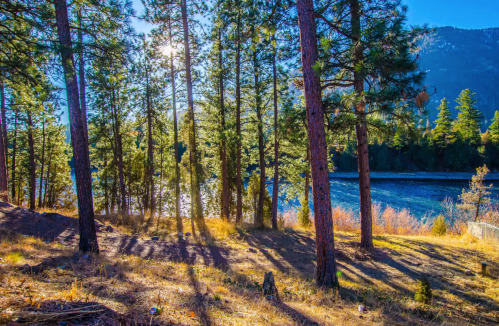 Sunlight filters through tall pine trees by a river, casting long shadows on the ground in a serene natural setting.