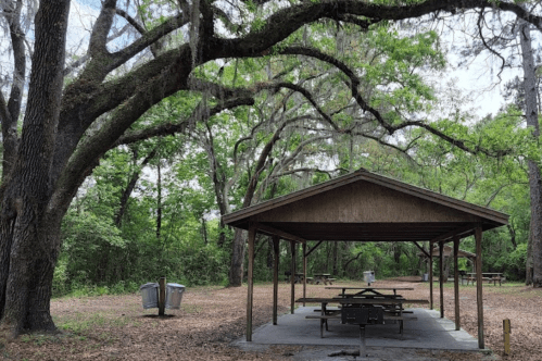 A shaded picnic area with a wooden shelter, tables, and trash bins surrounded by lush green trees.