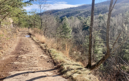 A rocky trail winds through a wooded area, with mountains in the background and a clear blue sky above.