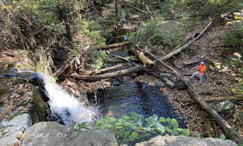 A person in an orange shirt stands by a stream with a waterfall, surrounded by trees and fallen logs in a forested area.